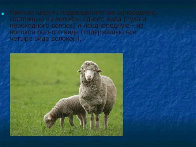 Овечью шерсть подразделяют на однородную, состоящую из волокон одного вида (пуха