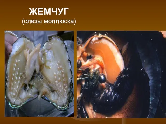 ЖЕМЧУГ (слезы моллюска)