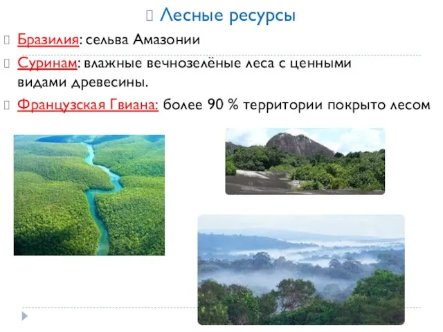 Лесные ресурсы Бразилия: сельва Амазонии Суринам: влажные вечнозелёные леса с ценными