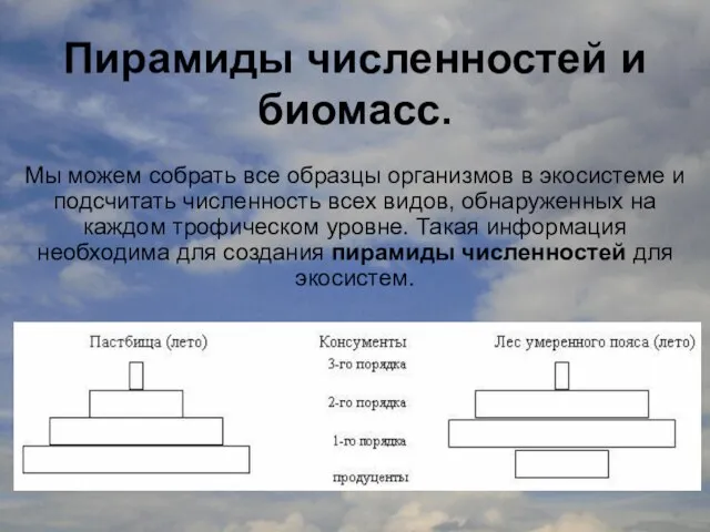 Пирамиды численностей и биомасс. Мы можем собрать все образцы организмов в