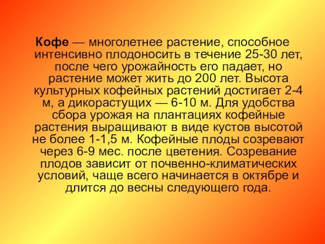 Кофе — многолетнее растение, способное интенсивно плодоносить в течение 25-30 лет,