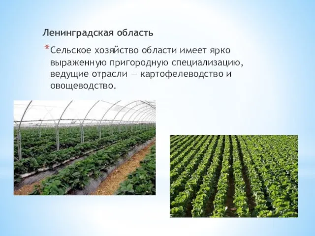 Ленинградская область Сельское хозяйство области имеет ярко выраженную пригородную специализацию, ведущие отрасли — картофелеводство и овощеводство.