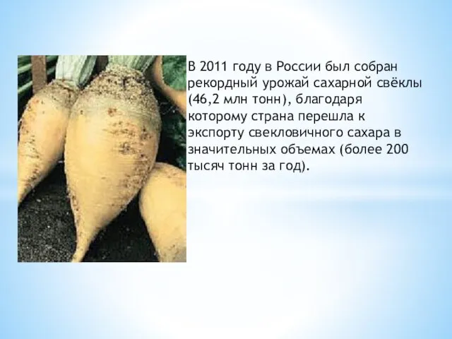В 2011 году в России был собран рекордный урожай сахарной свёклы