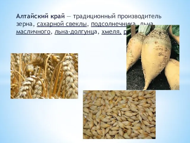 Алтайский край — традиционный производитель зерна, сахарной свеклы, подсолнечника, льна масличного, льна-долгунца, хмеля, рапса и сои.