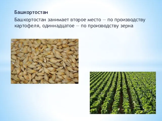 Башкортостан Башкортостан занимает второе место — по производству картофеля, одиннадцатое — по производству зерна