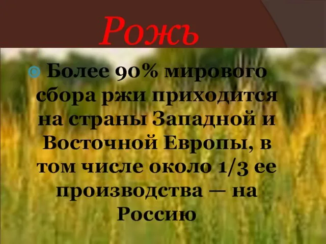 Рожь Более 90% мирового сбора ржи приходится на страны Западной и