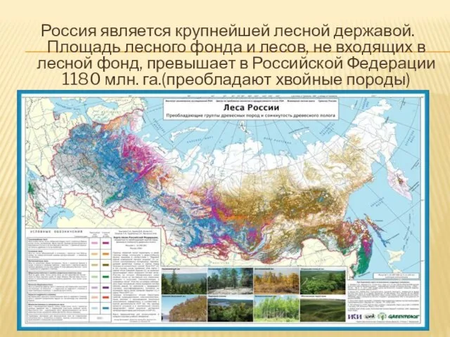 Россия является крупнейшей лесной державой. Площадь лесного фонда и лесов, не