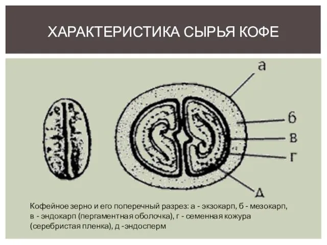 Характеристика сырья кофе Кофейное зерно и его поперечный разрез: а -