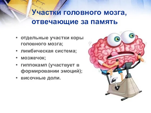 Участки головного мозга, отвечающие за память отдельные участки коры головного мозга;