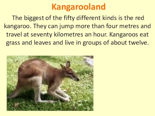 Kangarooland The biggest of the fifty different kinds is the red