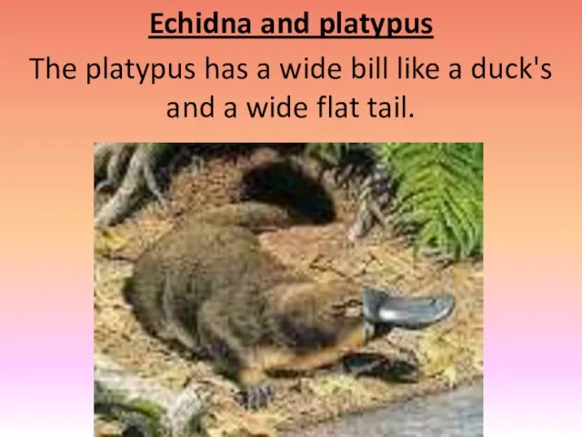 Echidna and platypus The platypus has a wide bill like a