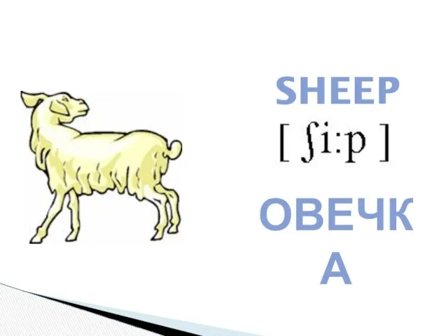 SHEEP ОВЕЧКА