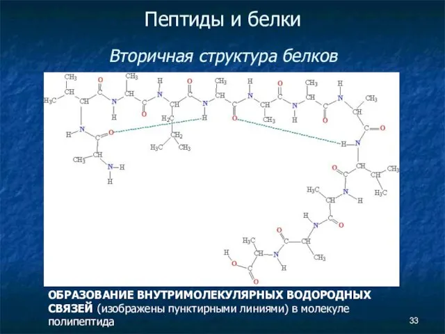 Пептиды и белки Вторичная структура белков ОБРАЗОВАНИЕ ВНУТРИМОЛЕКУЛЯРНЫХ ВОДОРОДНЫХ СВЯЗЕЙ (изображены пунктирными линиями) в молекуле полипептида