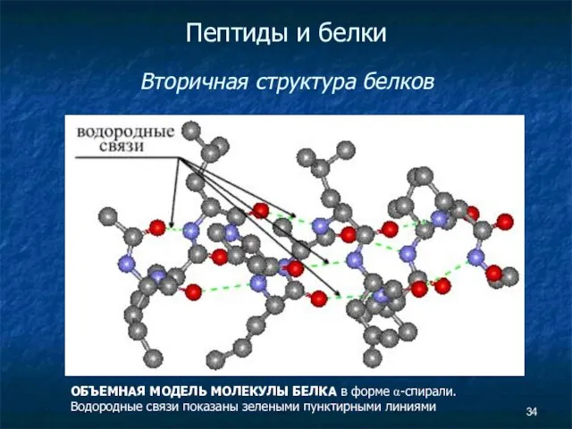 Пептиды и белки Вторичная структура белков ОБЪЕМНАЯ МОДЕЛЬ МОЛЕКУЛЫ БЕЛКА в