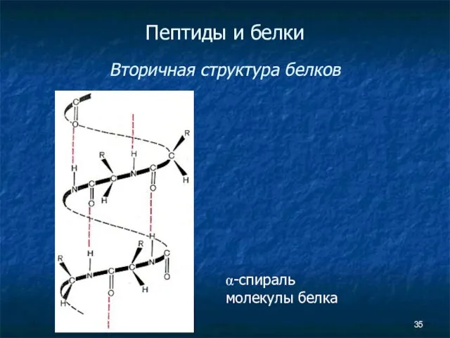 Пептиды и белки Вторичная структура белков α-спираль молекулы белка