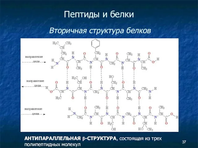 Пептиды и белки Вторичная структура белков АНТИПАРАЛЛЕЛЬНАЯ β-СТРУКТУРА, состоящая из трех полипептидных молекул