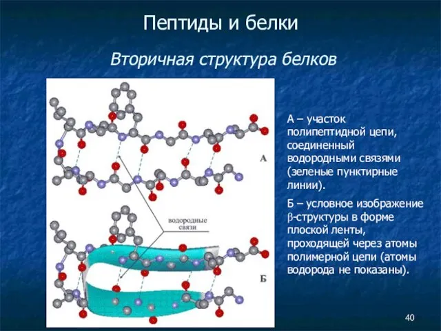 Пептиды и белки Вторичная структура белков А – участок полипептидной цепи,