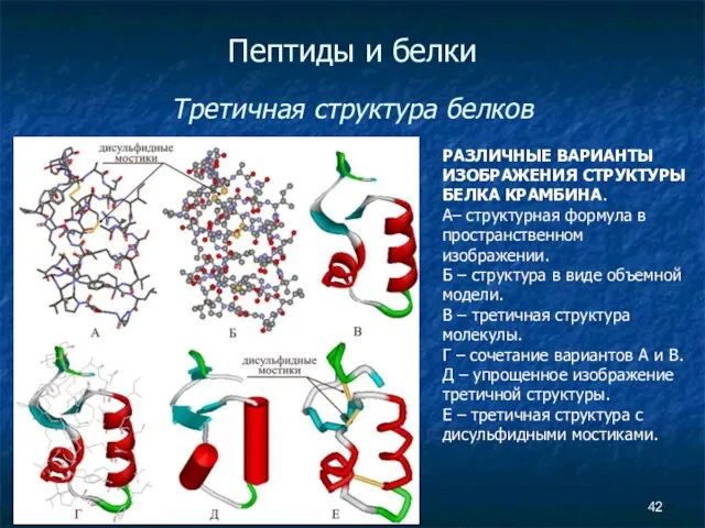 Пептиды и белки Третичная структура белков РАЗЛИЧНЫЕ ВАРИАНТЫ ИЗОБРАЖЕНИЯ СТРУКТУРЫ БЕЛКА