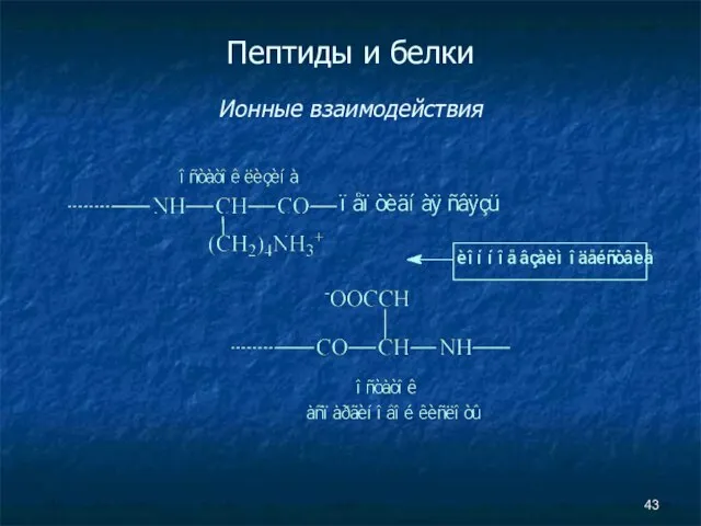 Пептиды и белки Ионные взаимодействия