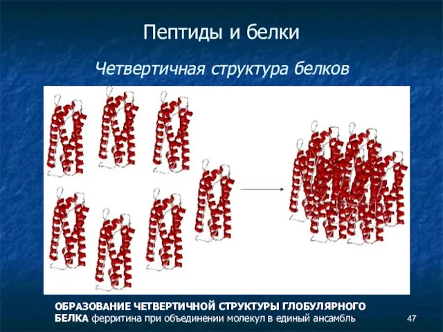 Пептиды и белки Четвертичная структура белков ОБРАЗОВАНИЕ ЧЕТВЕРТИЧНОЙ СТРУКТУРЫ ГЛОБУЛЯРНОГО БЕЛКА