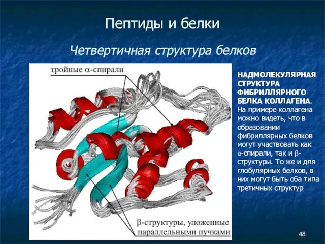 Пептиды и белки Четвертичная структура белков НАДМОЛЕКУЛЯРНАЯ СТРУКТУРА ФИБРИЛЛЯРНОГО БЕЛКА КОЛЛАГЕНА.