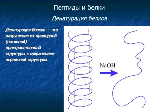 Пептиды и белки Денатурация белков Денатурация белков — это разрушение их