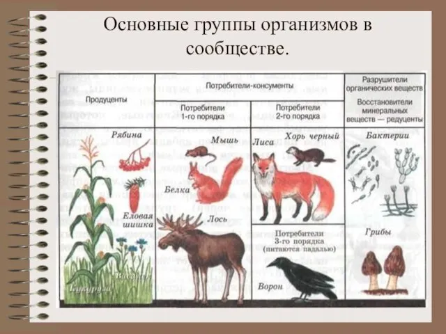 Основные группы организмов в сообществе.