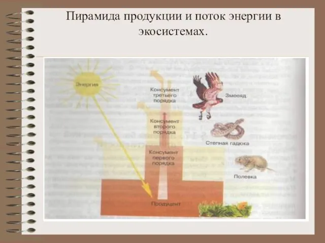 Пирамида продукции и поток энергии в экосистемах.