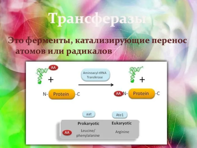 Трансферазы Это ферменты, катализирующие перенос атомов или радикалов