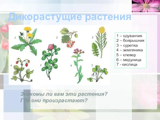 Дикорастущие растения 1 – одуванчик 2 – боярышник 3 – сурепка