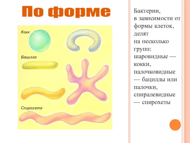 Бактерии, в зависимости от формы клеток, делят на несколько групп: шаровидные