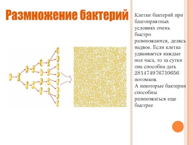 Клетки бактерий при благоприятных условиях очень быстро размножаются, делясь надвое. Если