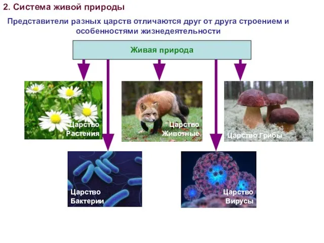 Живая природа 2. Система живой природы Представители разных царств отличаются друг