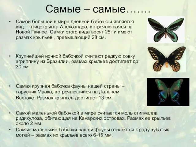 Самые – самые……. Самой маленькой бабочкой в мире считается моль стигмелла