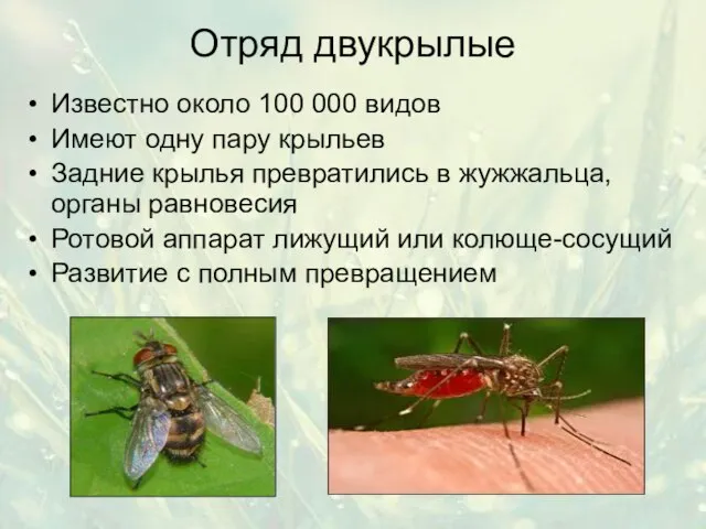 Отряд двукрылые Известно около 100 000 видов Имеют одну пару крыльев