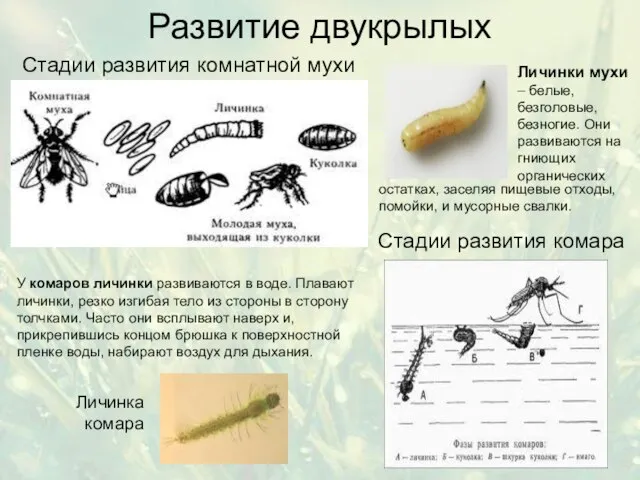 Развитие двукрылых Стадии развития комнатной мухи Стадии развития комара У комаров