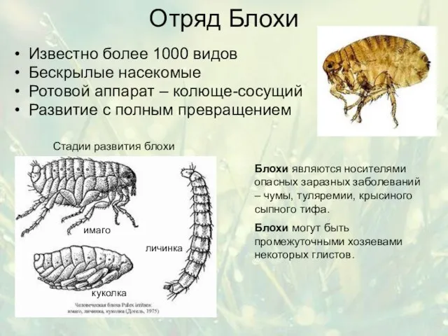 Отряд Блохи Известно более 1000 видов Бескрылые насекомые Ротовой аппарат –