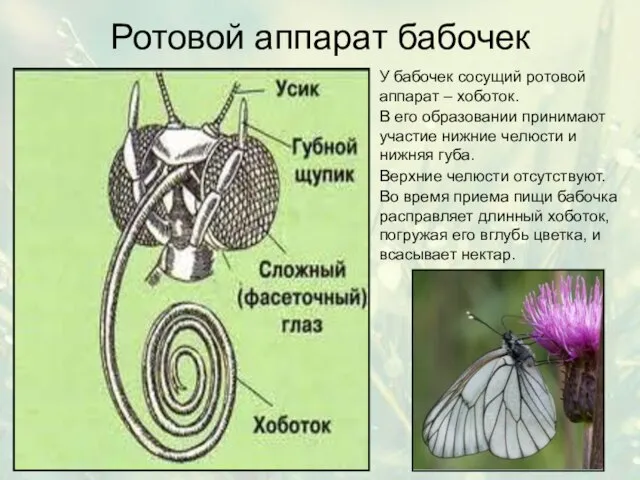 Ротовой аппарат бабочек У бабочек сосущий ротовой аппарат – хоботок. В