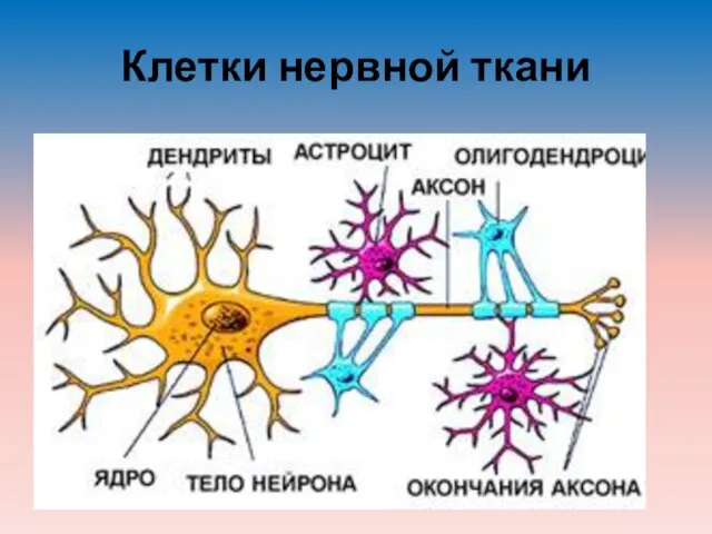 Клетки нервной ткани