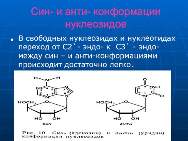 Син- и анти- конформации нуклеозидов В свободных нуклеозидах и нуклеотидах переход