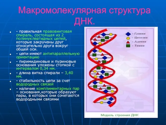 Макромолекулярная структура ДНК. - правильная правовинтовая спираль, состоящая из 2 полинуклеатидных