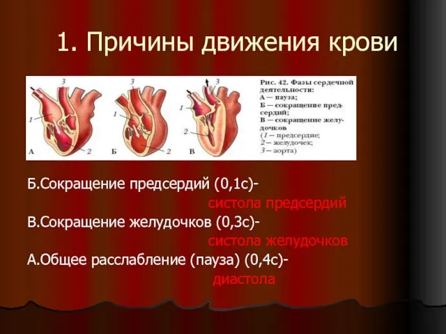 1. Причины движения крови Б.Сокращение предсердий (0,1с)- систола предсердий В.Сокращение желудочков