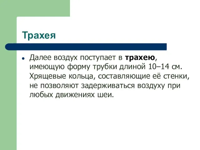 Трахея Далее воздух поступает в трахею, имеющую форму трубки длиной 10–14