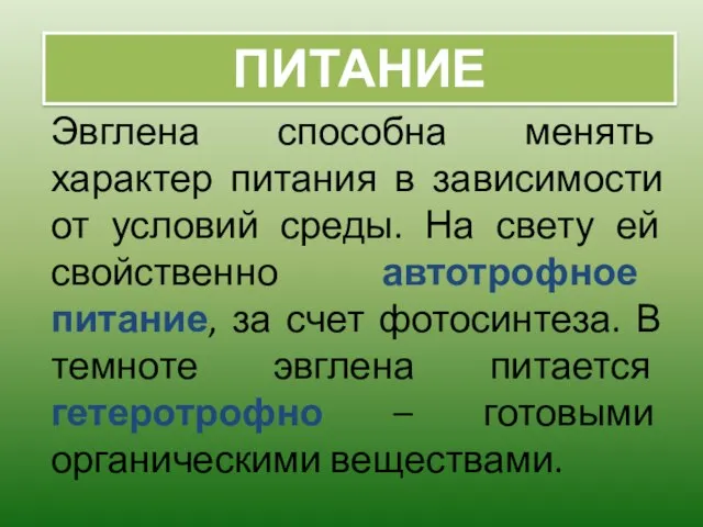 Эвглена способна менять характер питания в зависимости от условий среды. На