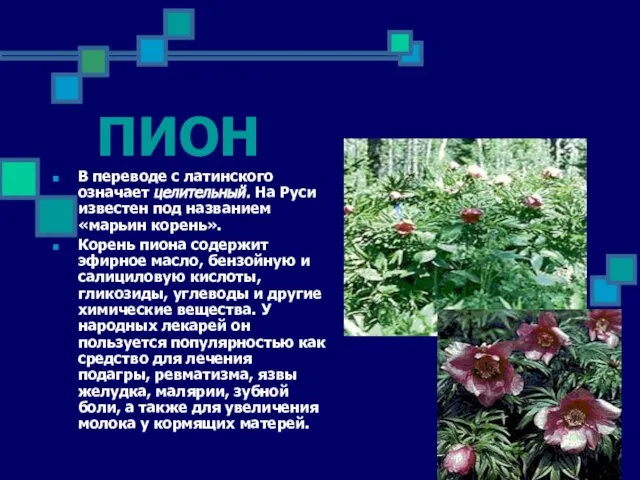 ПИОН В переводе с латинского означает целительный. На Руси известен под