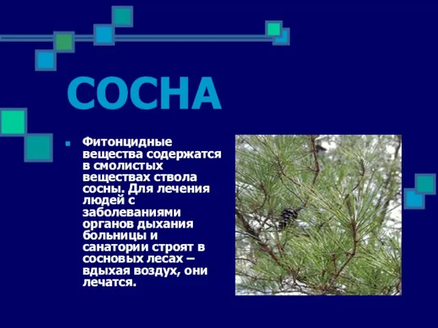 СОСНА Фитонцидные вещества содержатся в смолистых веществах ствола сосны. Для лечения