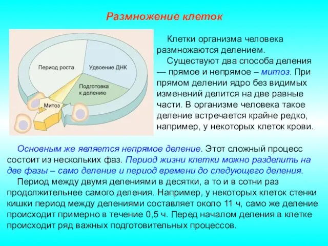 Размножение клеток Основным же является непрямое деление. Этот сложный процесс состоит