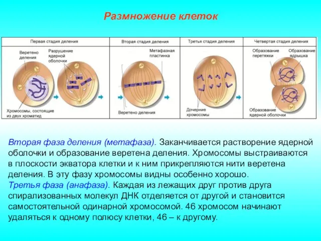 Размножение клеток Вторая фаза деления (метафаза). Заканчивается растворение ядерной оболочки и