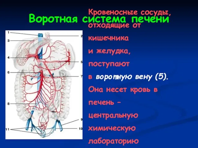Воротная система печени Кровеносные сосуды, отходящие от кишечника и желудка, поступают