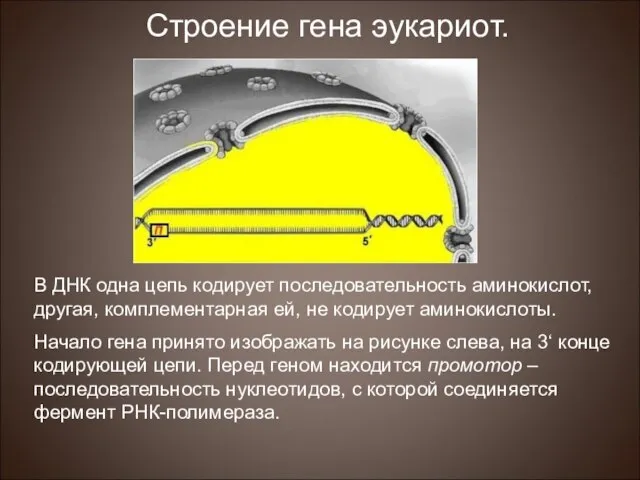 Строение гена эукариот. В ДНК одна цепь кодирует последовательность аминокислот, другая,